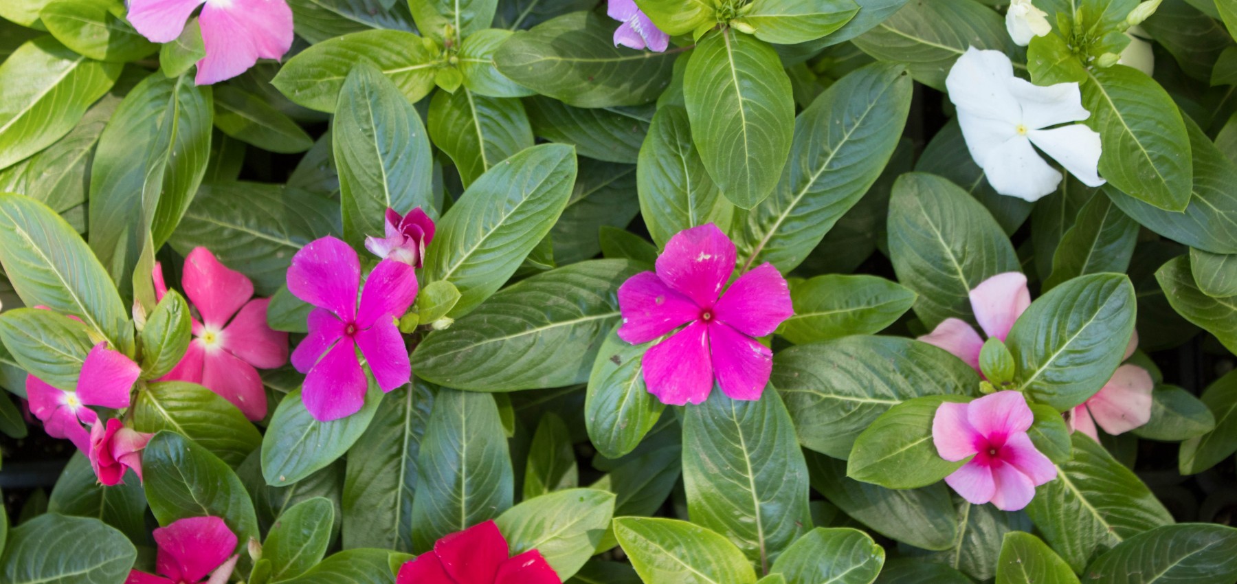 Annual Flowers Chip N Dales Landscaping